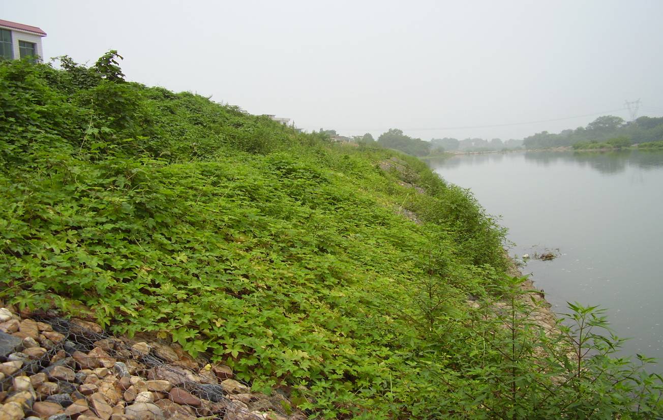 河道石籠網(wǎng)怎么防護(hù)？